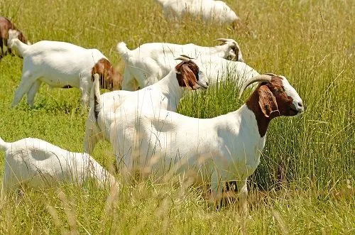 Boer Goat