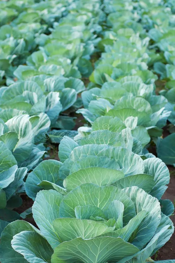 Cabbage