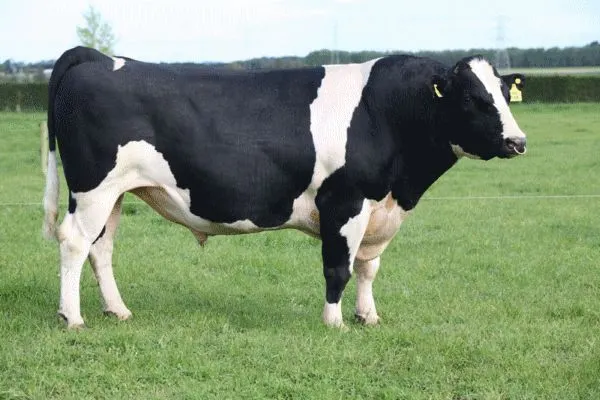Friesian