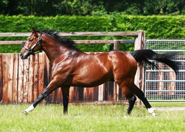 Thoroughbred Horse